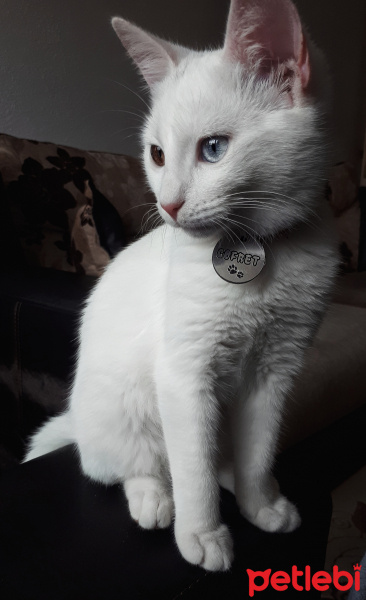 Van Kedisi, Kedi  Gofret fotoğrafı