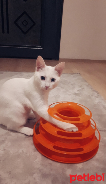 Van Kedisi, Kedi  Gofret fotoğrafı