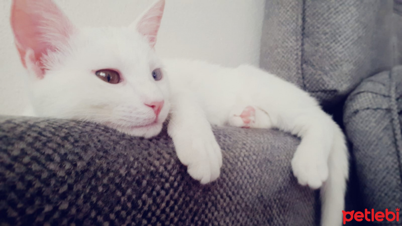 Van Kedisi, Kedi  Gofret fotoğrafı