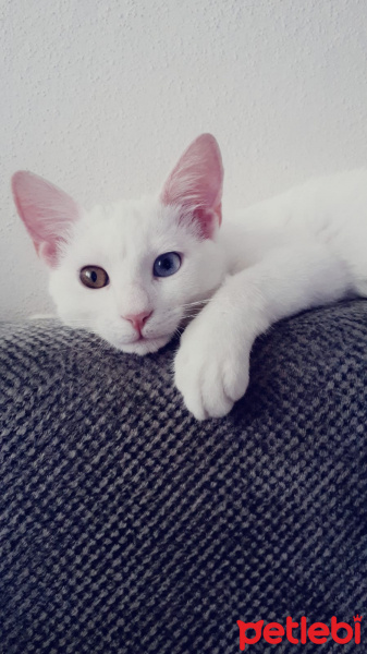 Van Kedisi, Kedi  Gofret fotoğrafı