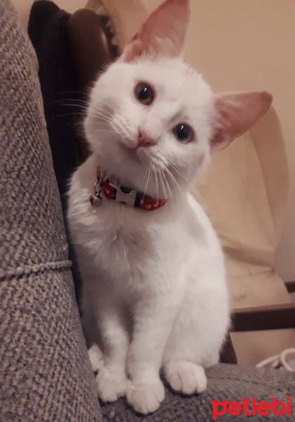 Van Kedisi, Kedi  Gofret fotoğrafı