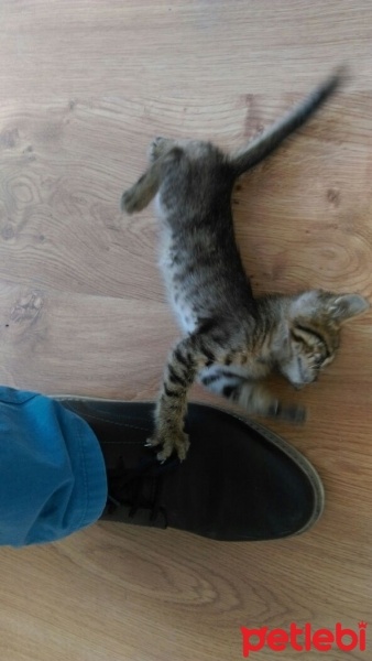 Tekir Kedi, Kedi  Kısmet fotoğrafı