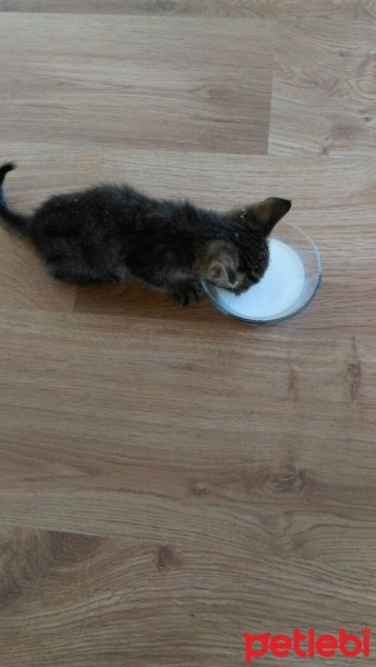 Tekir Kedi, Kedi  Kısmet fotoğrafı