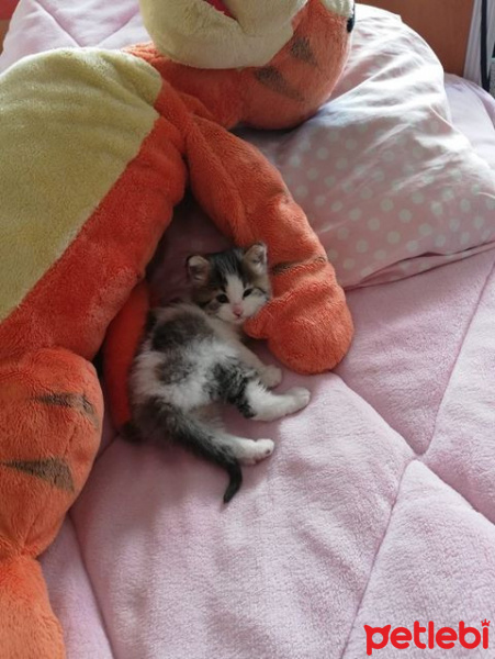 Ankara Kedisi, Kedi  Sera fotoğrafı