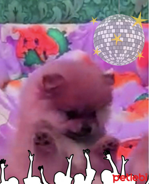 Pomeranyalı, Köpek  köpek fotoğrafı
