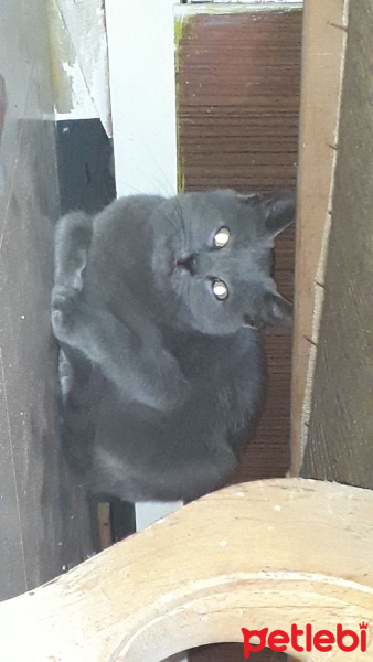 Scottish Fold, Kedi  Tarçın fotoğrafı