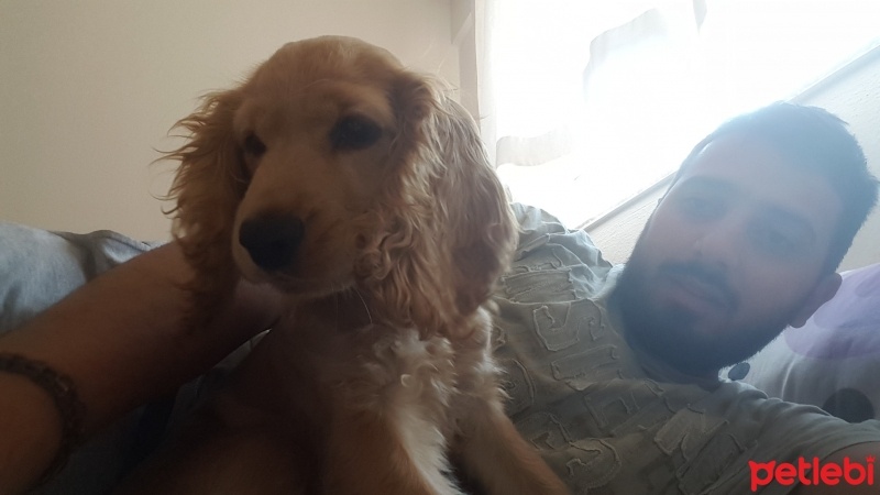 Amerikan Cocker Spaniel, Köpek  Afet fotoğrafı