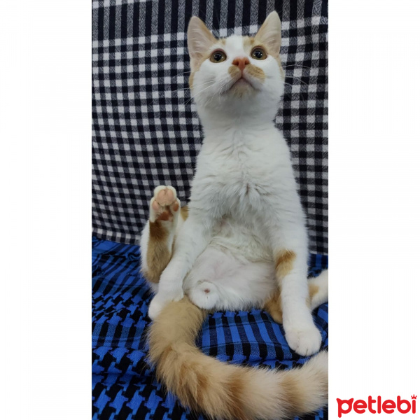 Tekir Kedi, Kedi  papi fotoğrafı