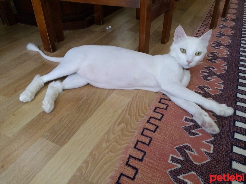 Ankara Kedisi, Kedi  Pamuk fotoğrafı