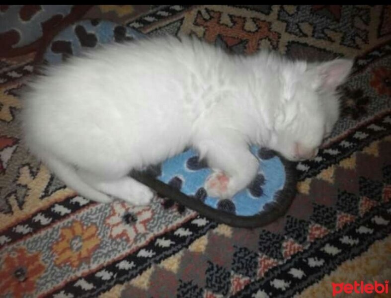 Ankara Kedisi, Kedi  Pamuk fotoğrafı