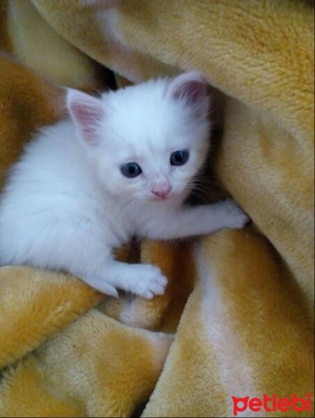 Ankara Kedisi, Kedi  Pamuk fotoğrafı