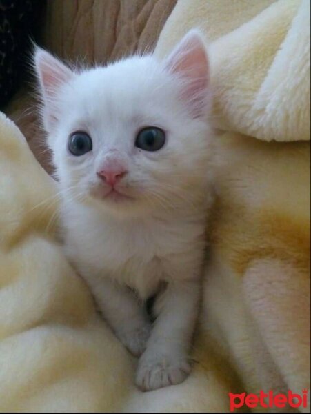 Ankara Kedisi, Kedi  Pamuk fotoğrafı