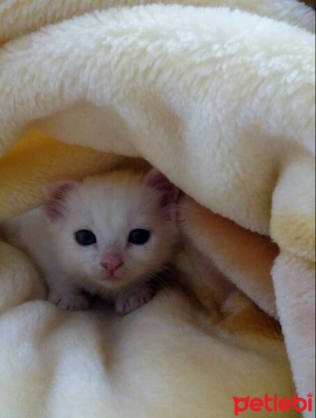 Ankara Kedisi, Kedi  Pamuk fotoğrafı