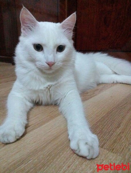 Ankara Kedisi, Kedi  Pamuk fotoğrafı