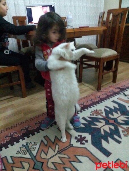 Ankara Kedisi, Kedi  Pamuk fotoğrafı