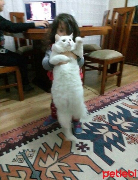 Ankara Kedisi, Kedi  Pamuk fotoğrafı