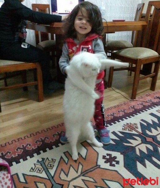 Ankara Kedisi, Kedi  Pamuk fotoğrafı