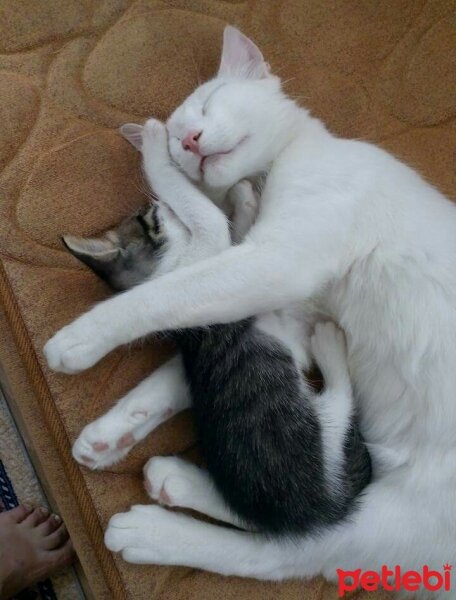 Ankara Kedisi, Kedi  Pamuk fotoğrafı