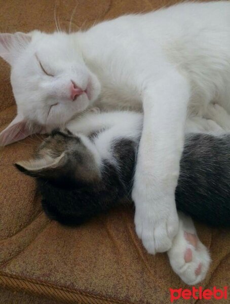 Ankara Kedisi, Kedi  Pamuk fotoğrafı