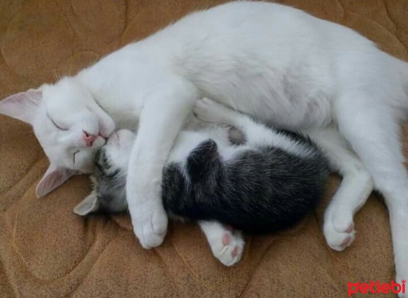 Ankara Kedisi, Kedi  Pamuk fotoğrafı