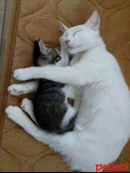 Ankara Kedisi, Kedi  Pamuk fotoğrafı