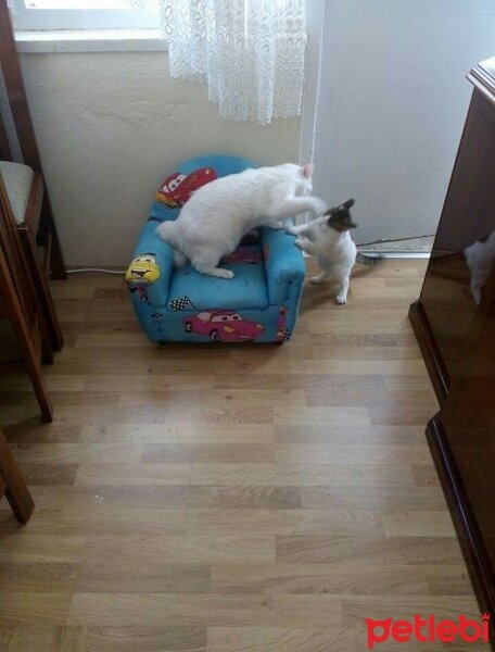 Ankara Kedisi, Kedi  Pamuk fotoğrafı