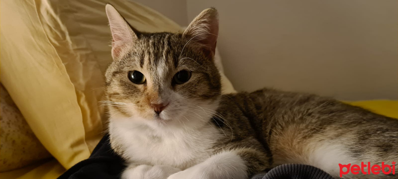 Tekir Kedi, Kedi  Fındık fotoğrafı