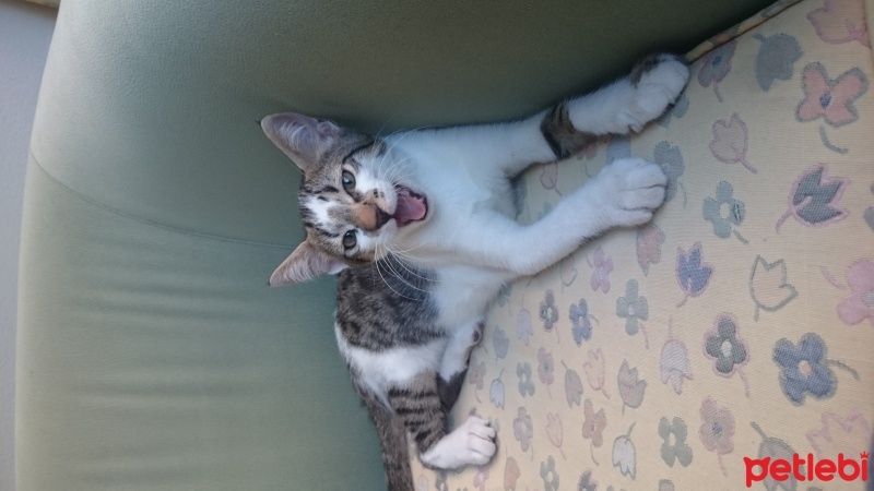 Tekir Kedi, Kedi  Deniz fotoğrafı