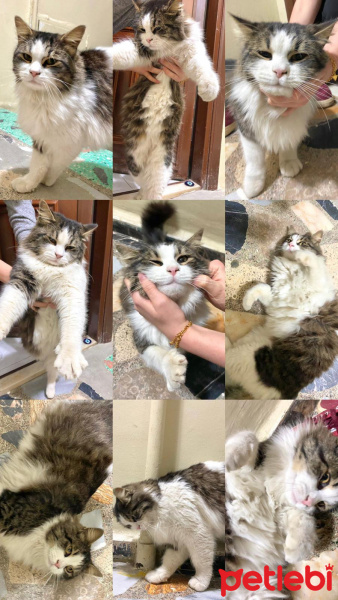 Tekir Kedi, Kedi  Hector fotoğrafı