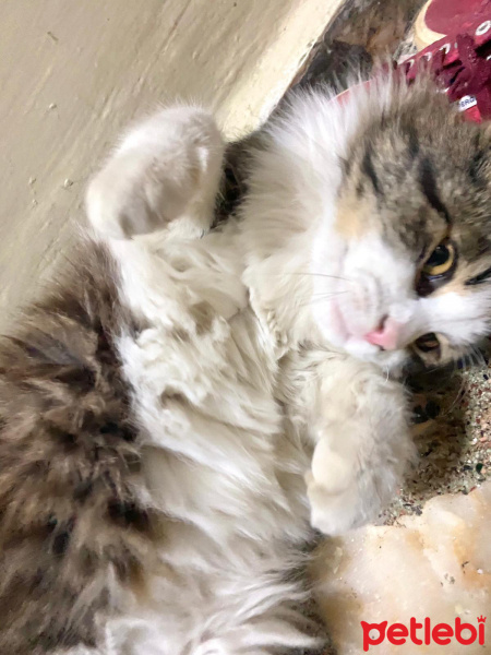 Tekir Kedi, Kedi  Hector fotoğrafı