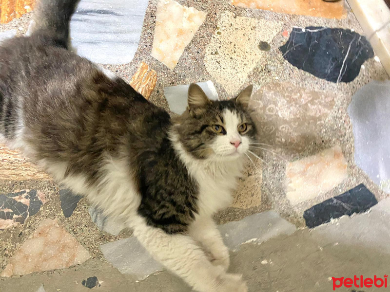 Tekir Kedi, Kedi  Hector fotoğrafı