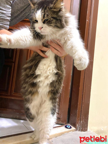 Tekir Kedi, Kedi  Hector fotoğrafı