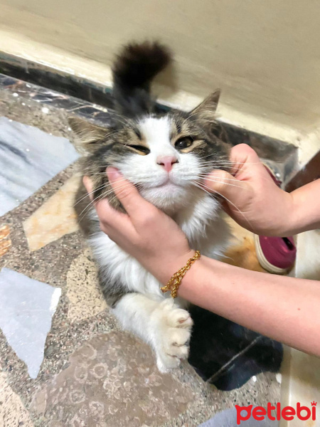 Tekir Kedi, Kedi  Hector fotoğrafı