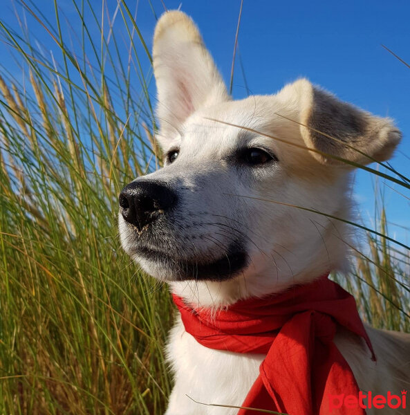 Sokö (Sokak Köpeği), Köpek  Badi fotoğrafı