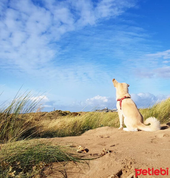 Sokö (Sokak Köpeği), Köpek  Badi fotoğrafı