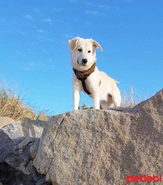 Sokö (Sokak Köpeği), Köpek  Badi fotoğrafı