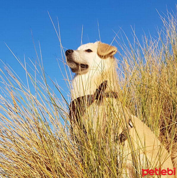 Sokö (Sokak Köpeği), Köpek  Badi fotoğrafı