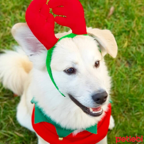 Sokö (Sokak Köpeği), Köpek  Badi fotoğrafı