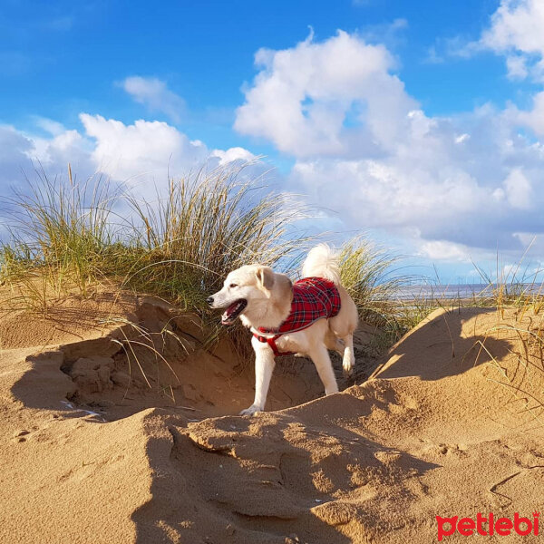 Sokö (Sokak Köpeği), Köpek  Badi fotoğrafı