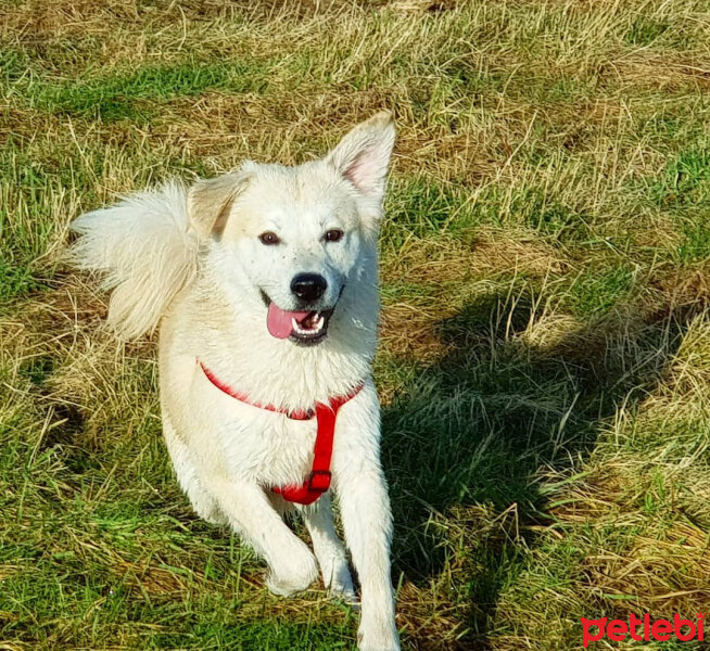 Sokö (Sokak Köpeği), Köpek  Badi fotoğrafı