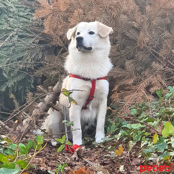 Sokö (Sokak Köpeği), Köpek  Badi fotoğrafı