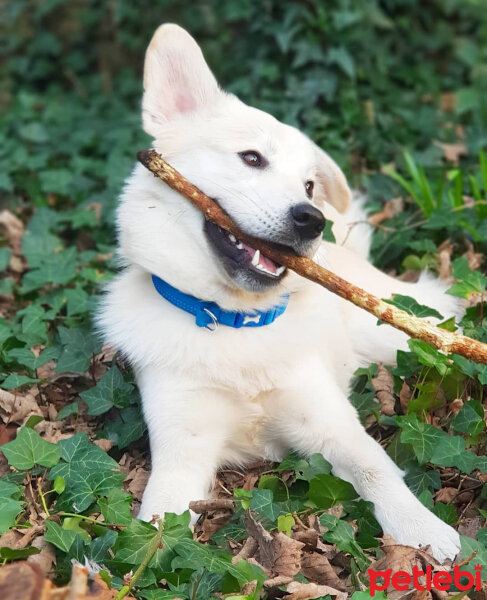 Sokö (Sokak Köpeği), Köpek  Badi fotoğrafı