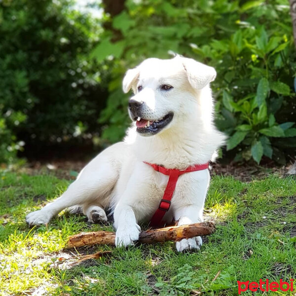 Sokö (Sokak Köpeği), Köpek  Badi fotoğrafı