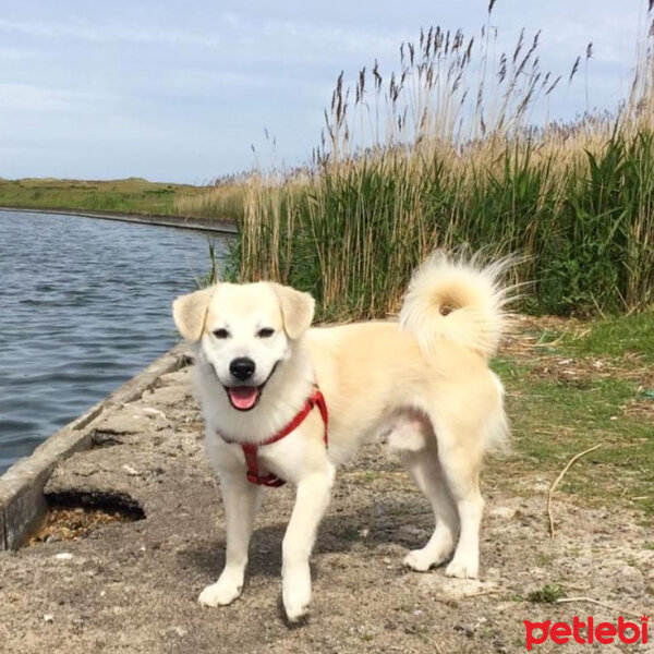 Sokö (Sokak Köpeği), Köpek  Badi fotoğrafı