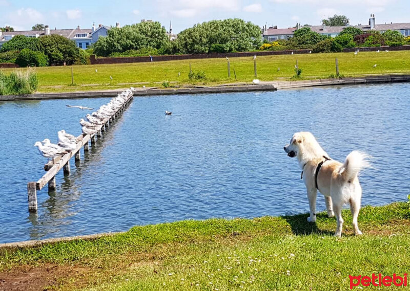 Sokö (Sokak Köpeği), Köpek  Badi fotoğrafı