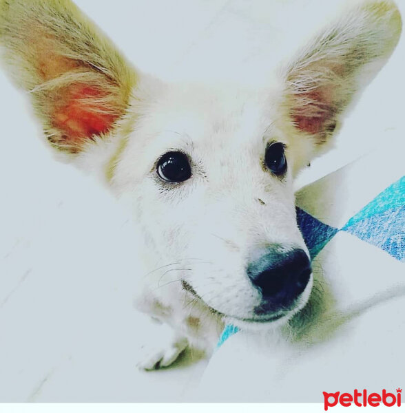 Sokö (Sokak Köpeği), Köpek  Badi fotoğrafı