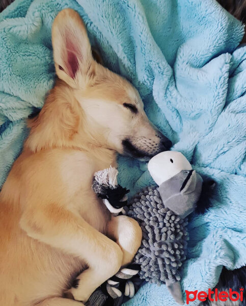 Sokö (Sokak Köpeği), Köpek  Badi fotoğrafı