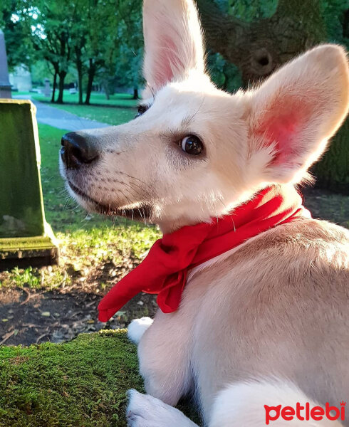 Sokö (Sokak Köpeği), Köpek  Badi fotoğrafı