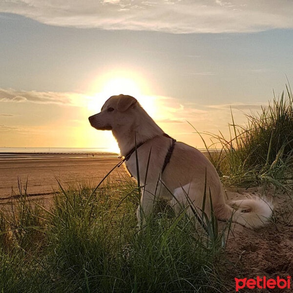 Sokö (Sokak Köpeği), Köpek  Badi fotoğrafı