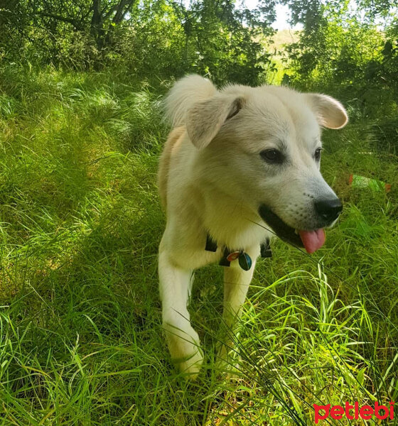 Sokö (Sokak Köpeği), Köpek  Badi fotoğrafı